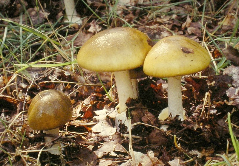 Amanita phalloides var. phalloides (door Aldert Gutter)