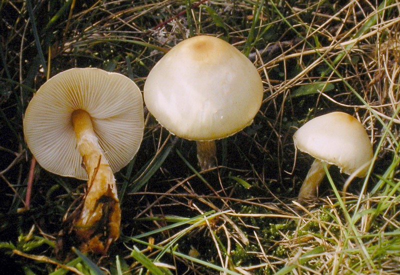 Lepiota erminea (door Aldert Gutter)