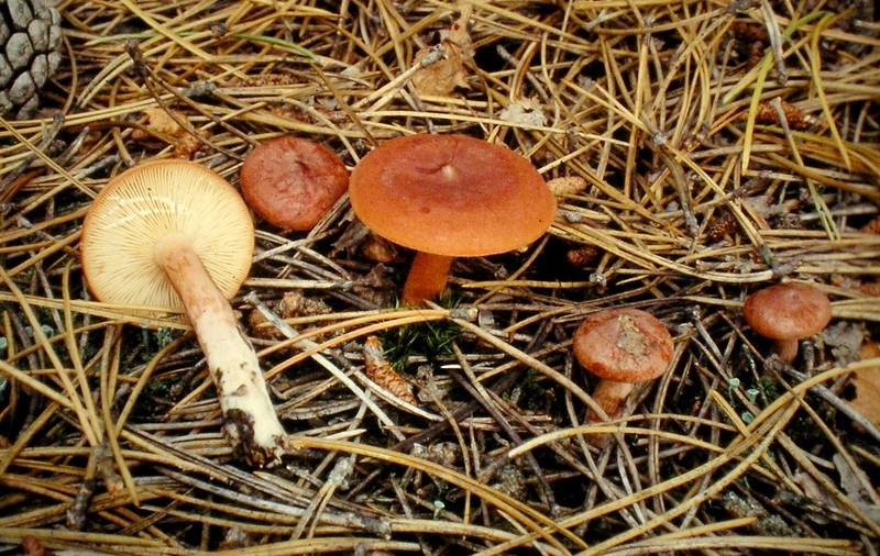 Lactarius rufus (door Aldert Gutter)