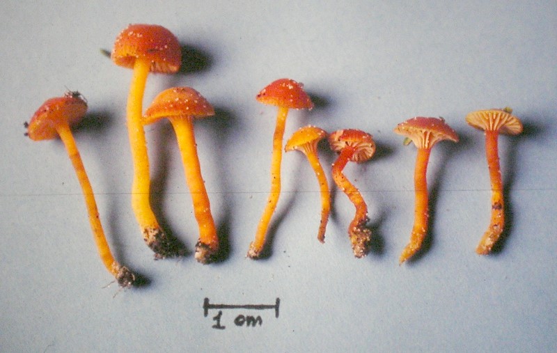 Hygrocybe constrictospora (door Aldert Gutter)