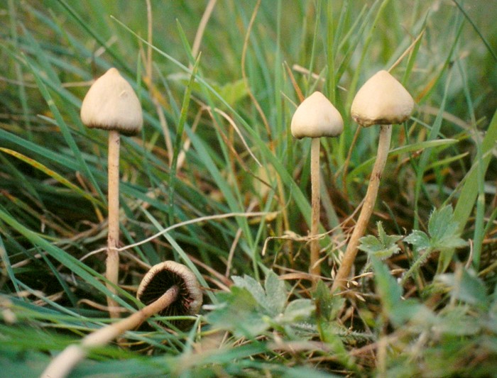 Psilocybe semilanceata (door Aldert Gutter)