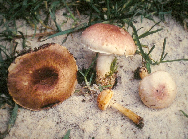 Agaricus semotus (door Aldert Gutter)