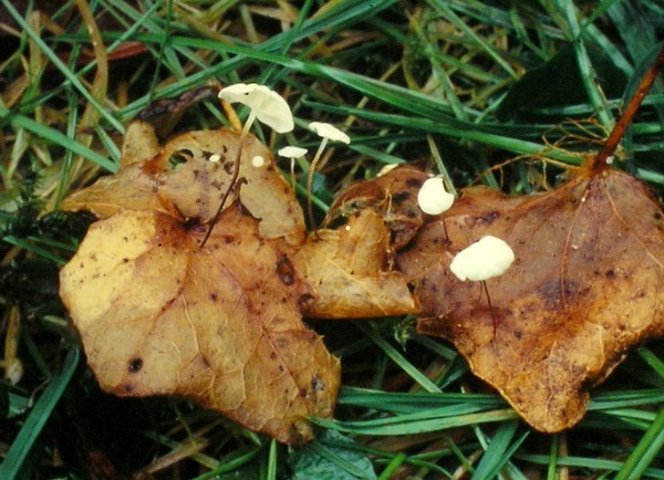 Marasmius epiphylloides (door Aldert Gutter)