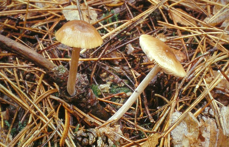 Entoloma cetratum (door Aldert Gutter)