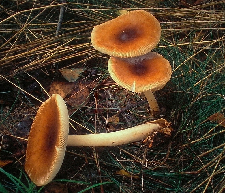 Amanita fulva (door Aldert Gutter)