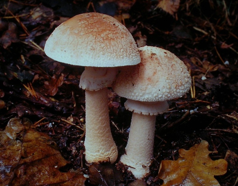 Amanita rubescens (door Aldert Gutter)