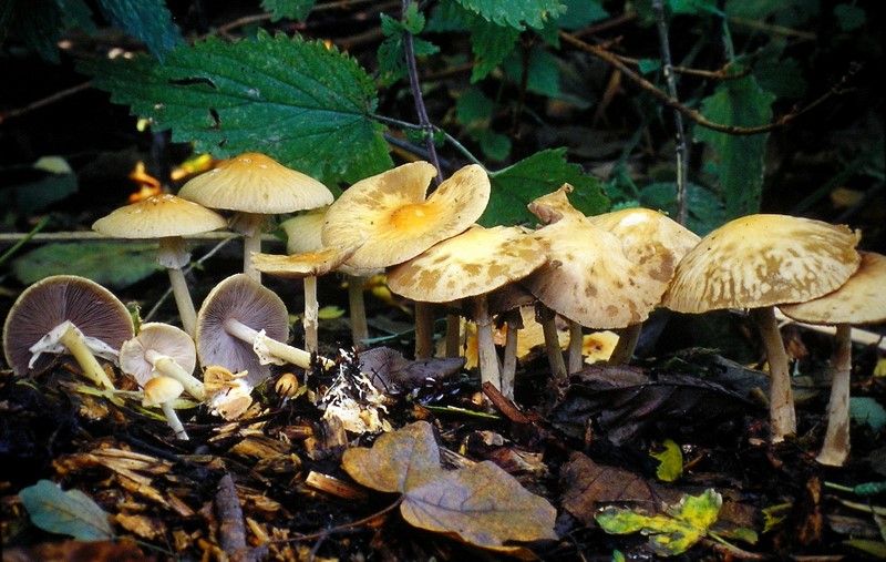 Agrocybe rivulosa (door Aldert Gutter)