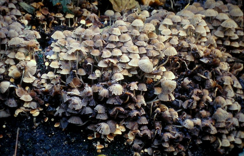 Coprinellus disseminatus (door Aldert Gutter)