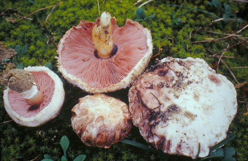 Agaricus devoniensis (door Aldert Gutter)