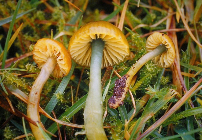 Hygrocybe psittacina (door Aldert Gutter)