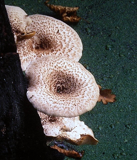 Lentinus tigrinus (door Aldert Gutter)