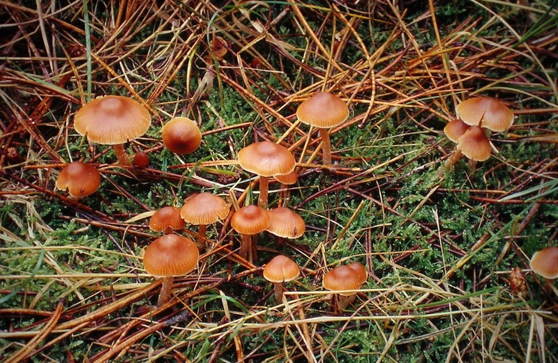 Cortinarius obtusus (door Aldert Gutter)