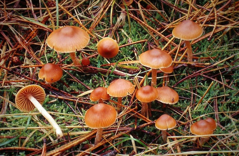 Cortinarius obtusus (door Aldert Gutter)