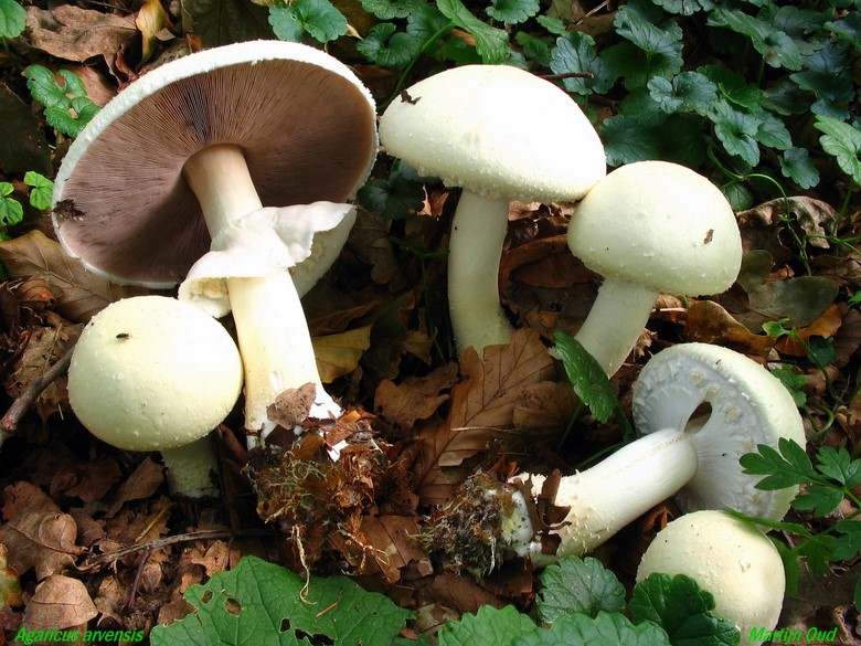 Agaricus arvensis (door Martijn Oud)