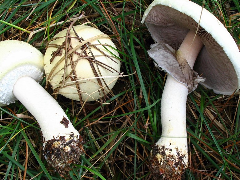 Agaricus arvensis (door Martijn Oud)