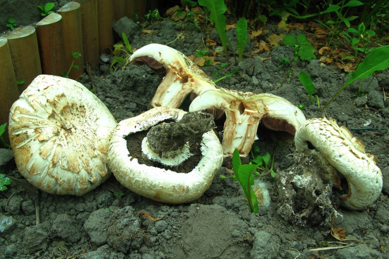 Agaricus bernardii (door Martijn Oud)