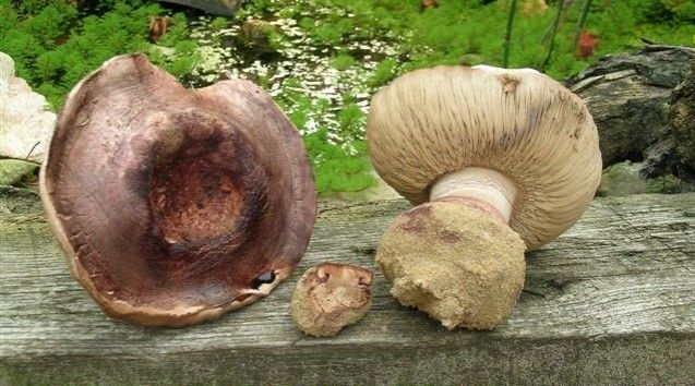 Agaricus geesterani (door Jaap Wisman)