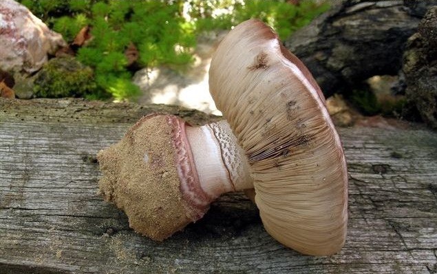 Agaricus geesterani (door Jaap Wisman)