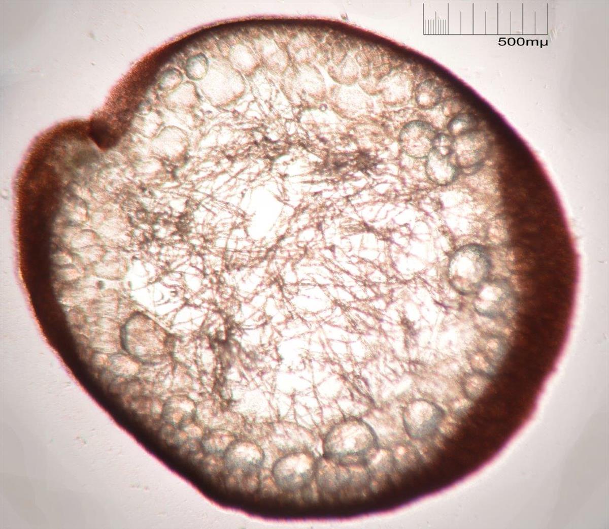 Agardhiella subulata (door Mart Karremans)