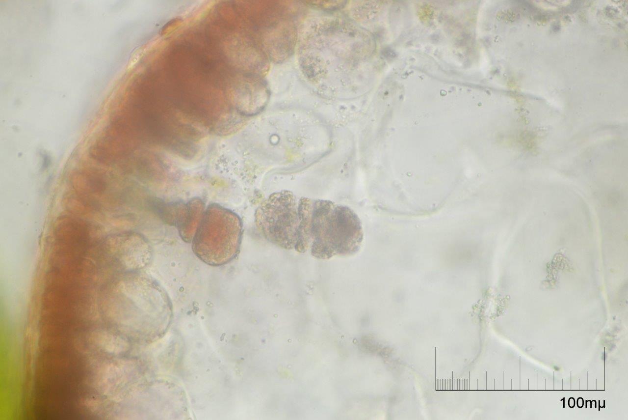 Agardhiella subulata (door Mart Karremans)