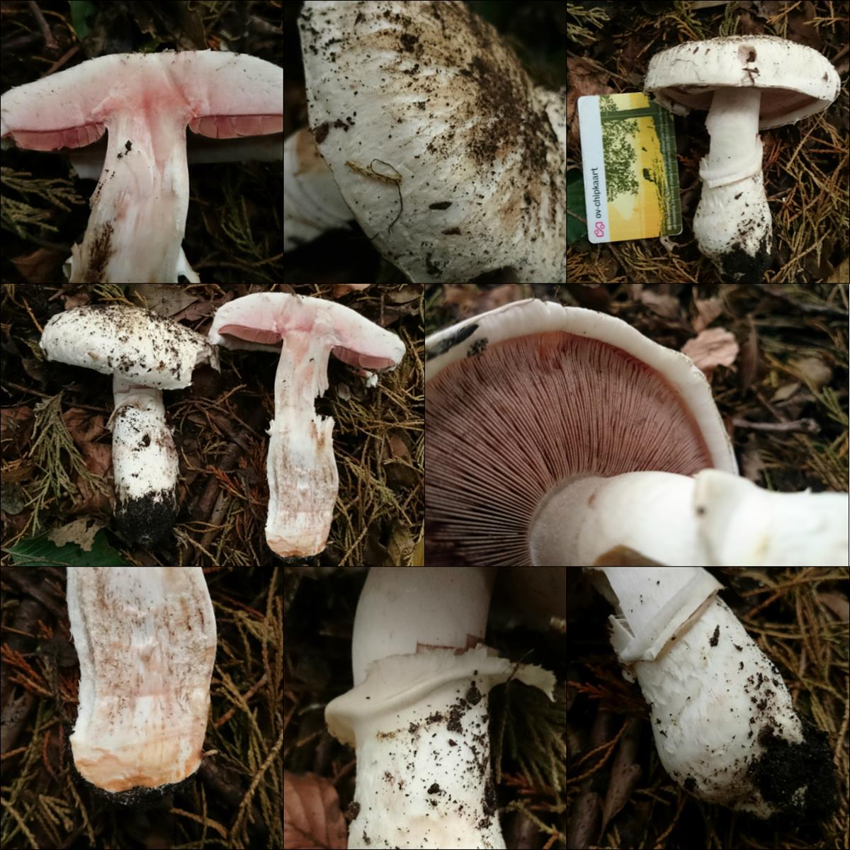 Agaricus bernardii (door Michel Beeckman)