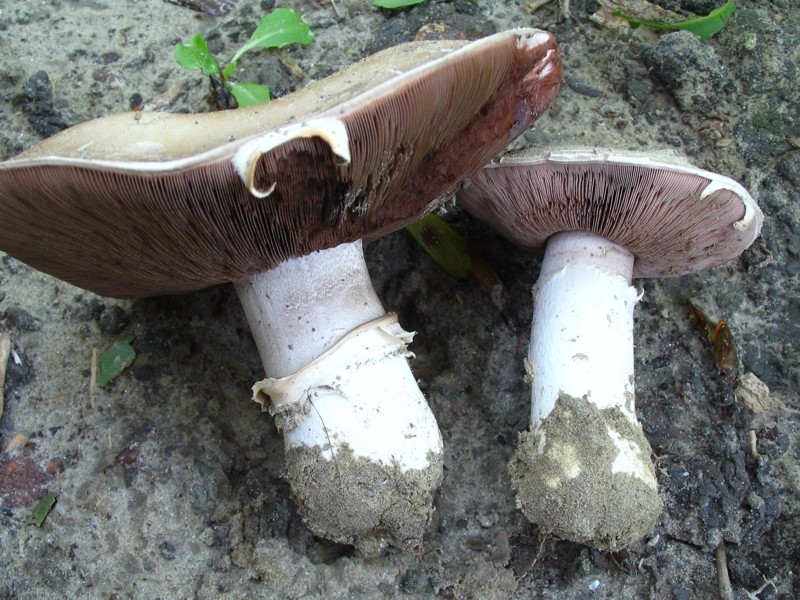 Agaricus bitorquis (door Martijn Oud)