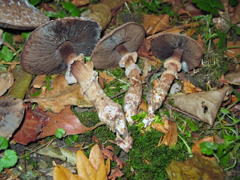 Agaricus bohusii (door Martijn Oud)