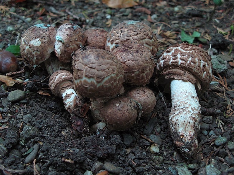 Agaricus bohusii (door Martijn Oud)