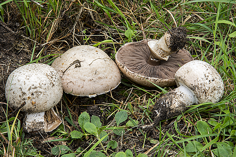 Agaricus bresadolanus (door Nico Dam)