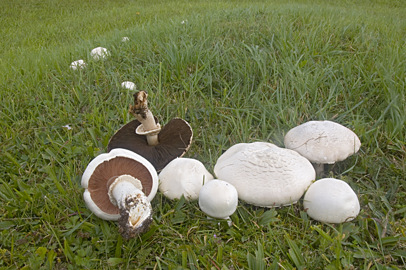 Agaricus campestris var. campestris (door Nico Dam)