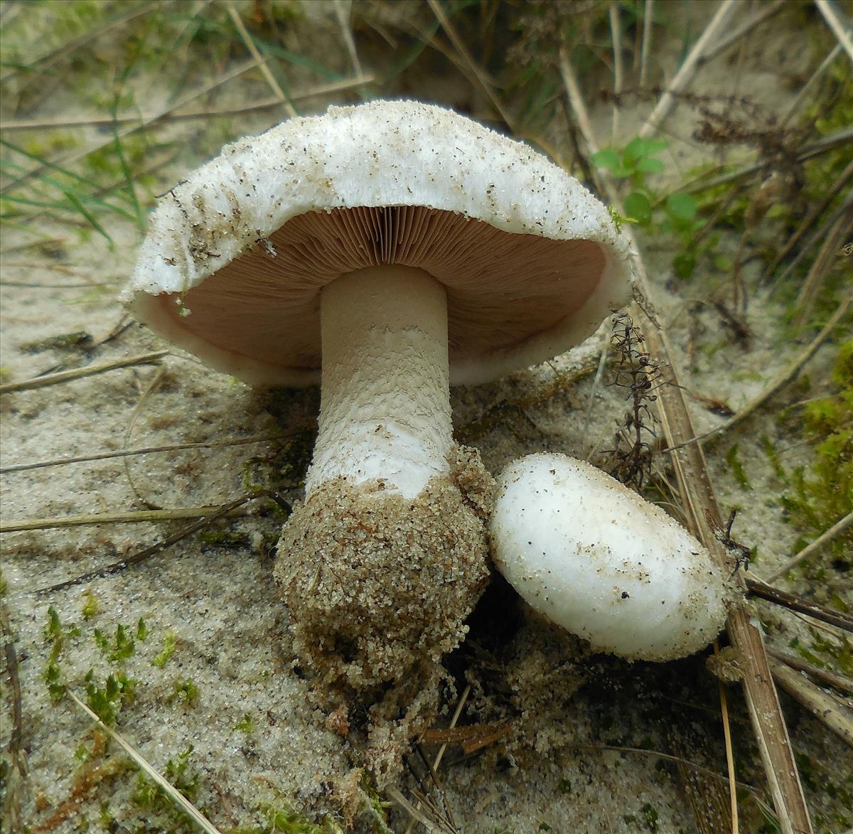 Agaricus devoniensis (door Hermien Wassink)