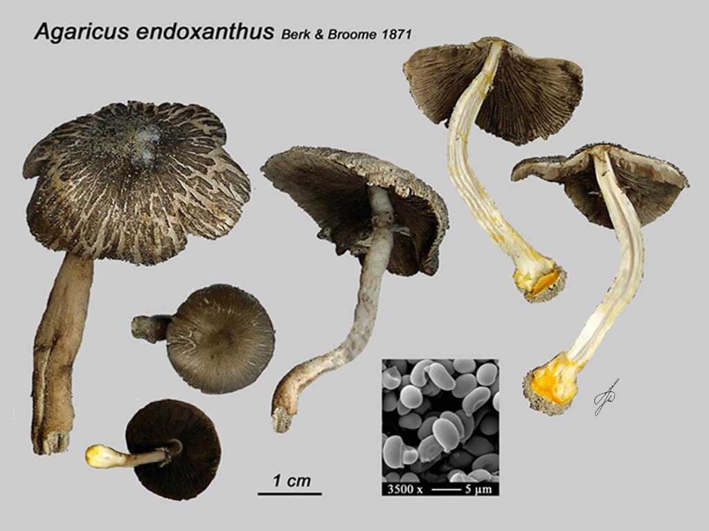 Agaricus endoxanthus (door Jaap Wisman)