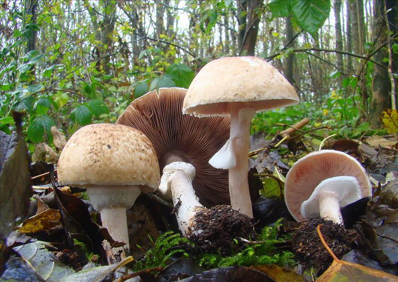 Agaricus brunneolus (door Frans Ozinga)