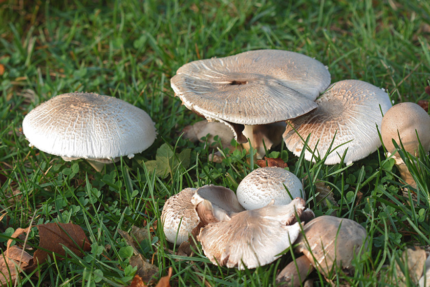 Agaricus moelleri (door Menno Boomsluiter)