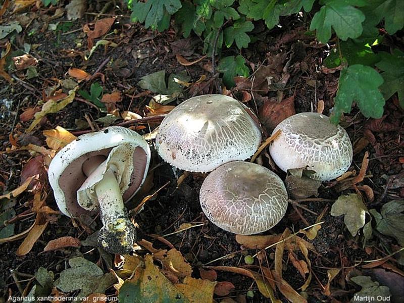 Agaricus xanthoderma (door Martijn Oud)