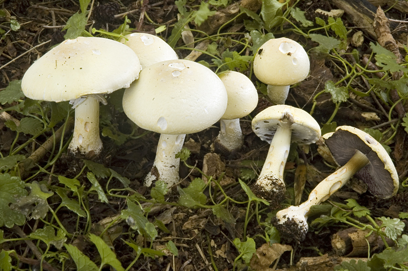 Agaricus arvensis (door Nico Dam)