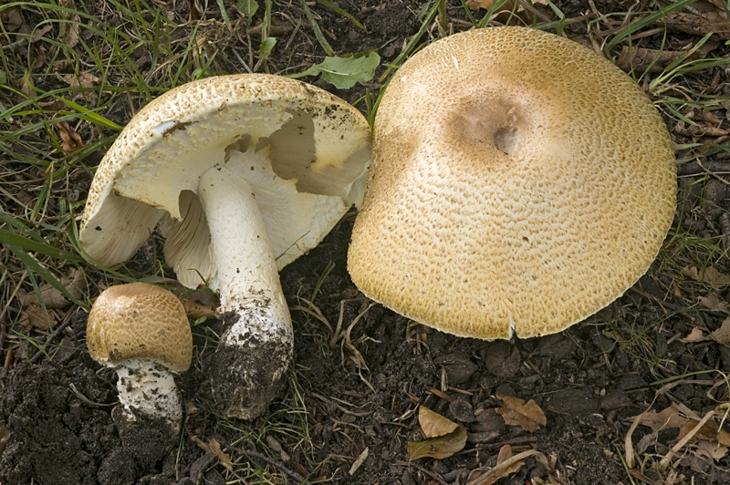 Agaricus augustus (door Nico Dam)