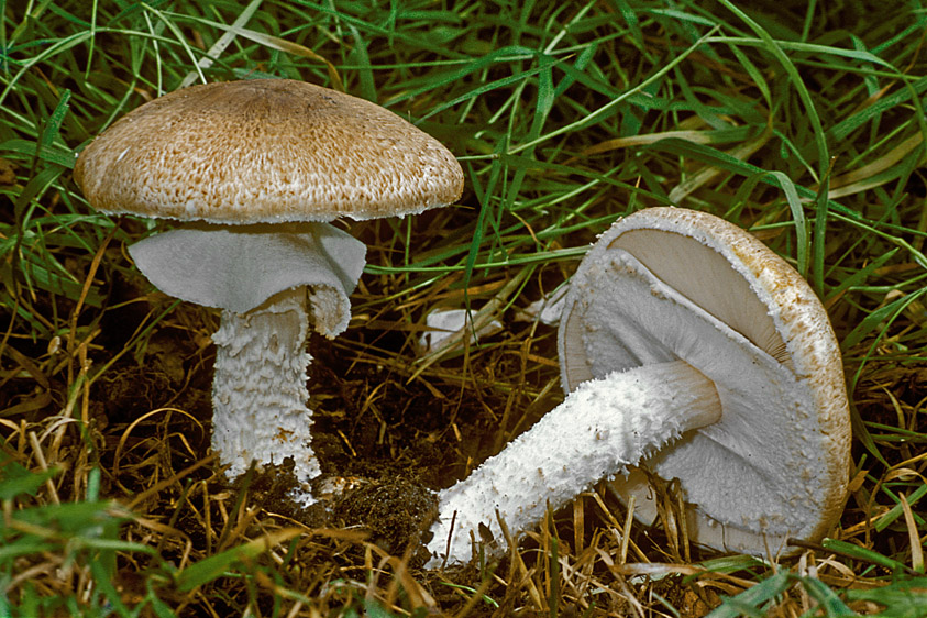 Agaricus augustus (door Henk Huijser)