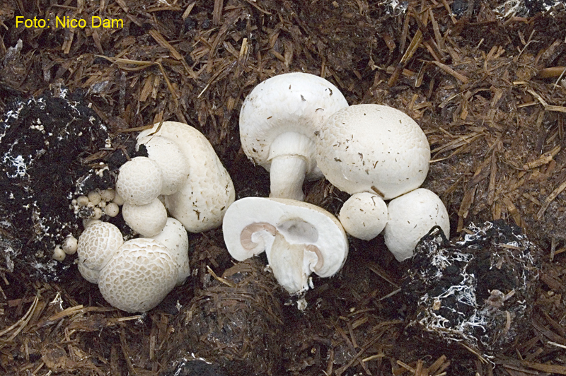 Agaricus bisporus (door Nico Dam)