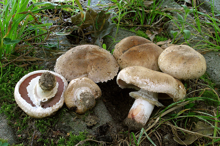 Agaricus bisporus var. bisporus (door Henk Huijser)