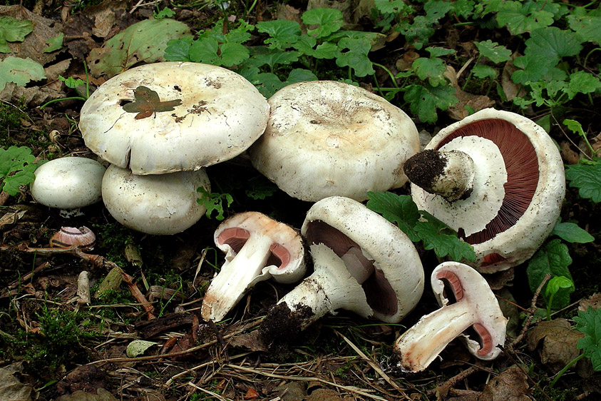 Agaricus bitorquis (door Henk Huijser)