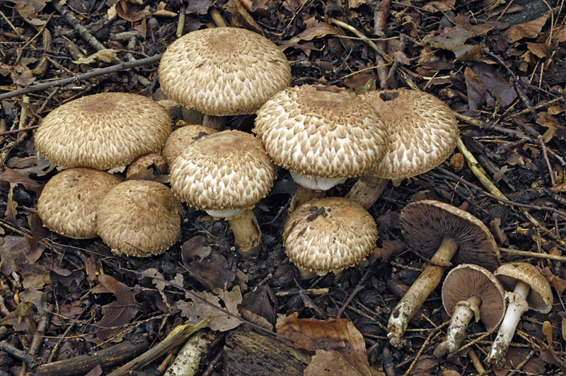 Agaricus bohusii (door Nico Dam)