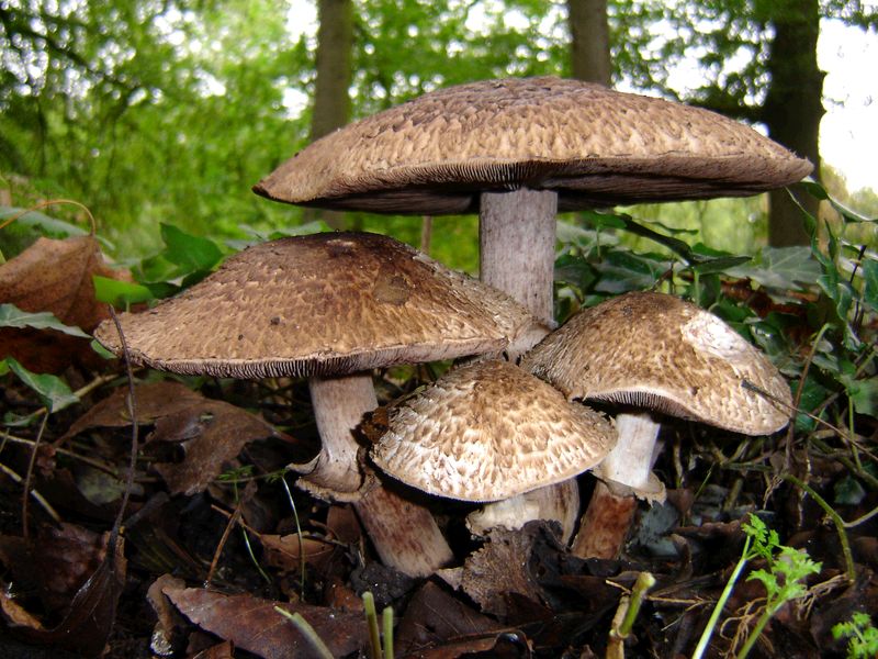 Agaricus bohusii (door Gert Immerzeel)