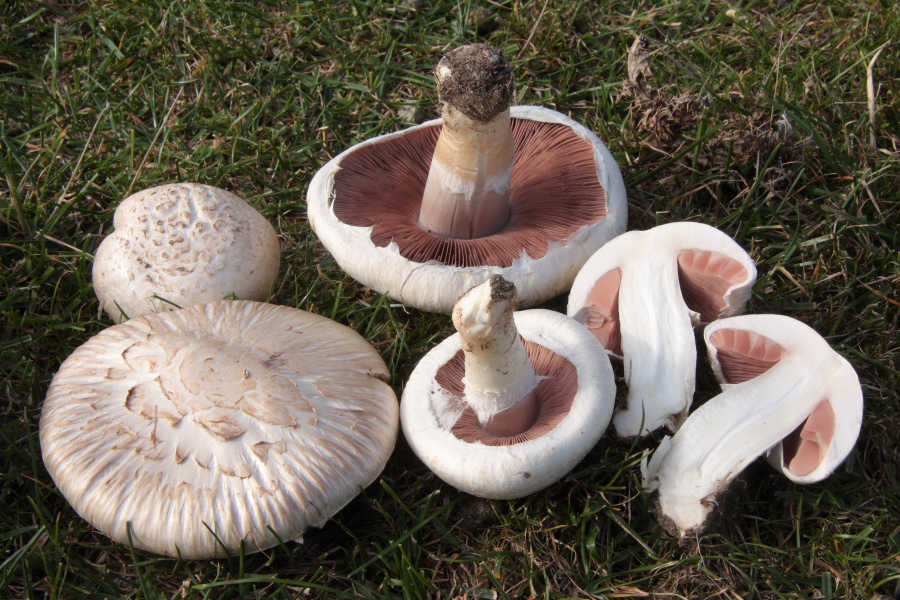 Agaricus campestris (door Aldert Gutter)