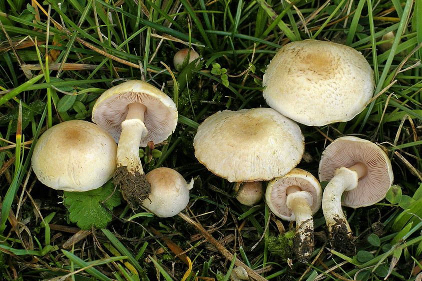 Agaricus comtulus (door Henk Huijser)