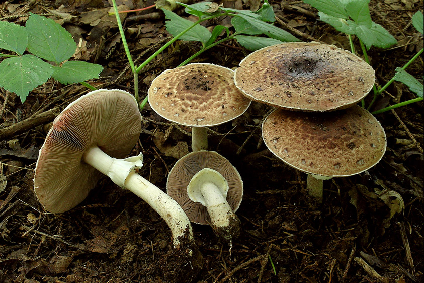 Agaricus brunneolus (door Henk Huijser)