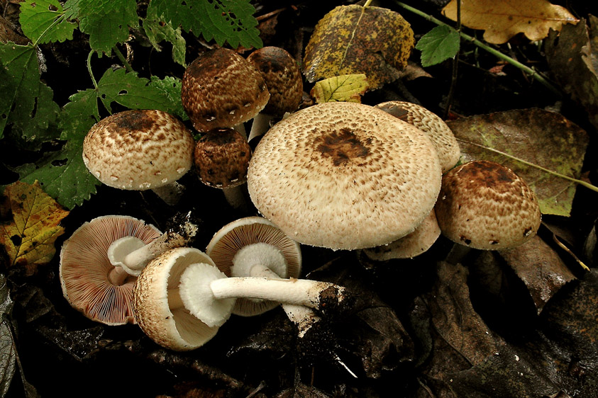 Agaricus brunneolus (door Henk Huijser)