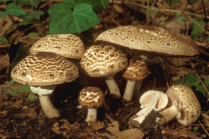 Agaricus brunneolus (door Henk Huijser)