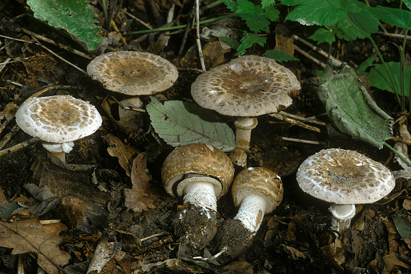 Agaricus lanipes (door Henk Huijser)