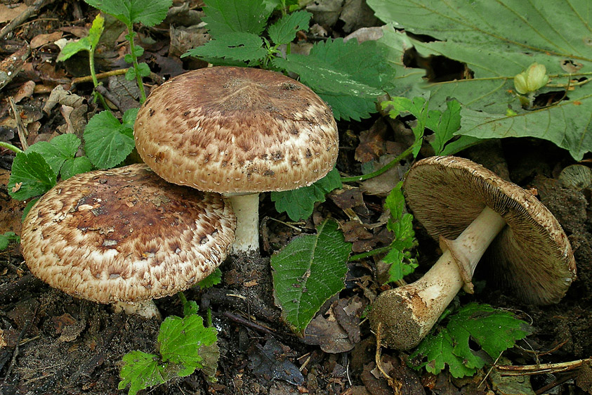 Agaricus lanipes (door Henk Huijser)